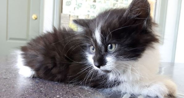 Kitten