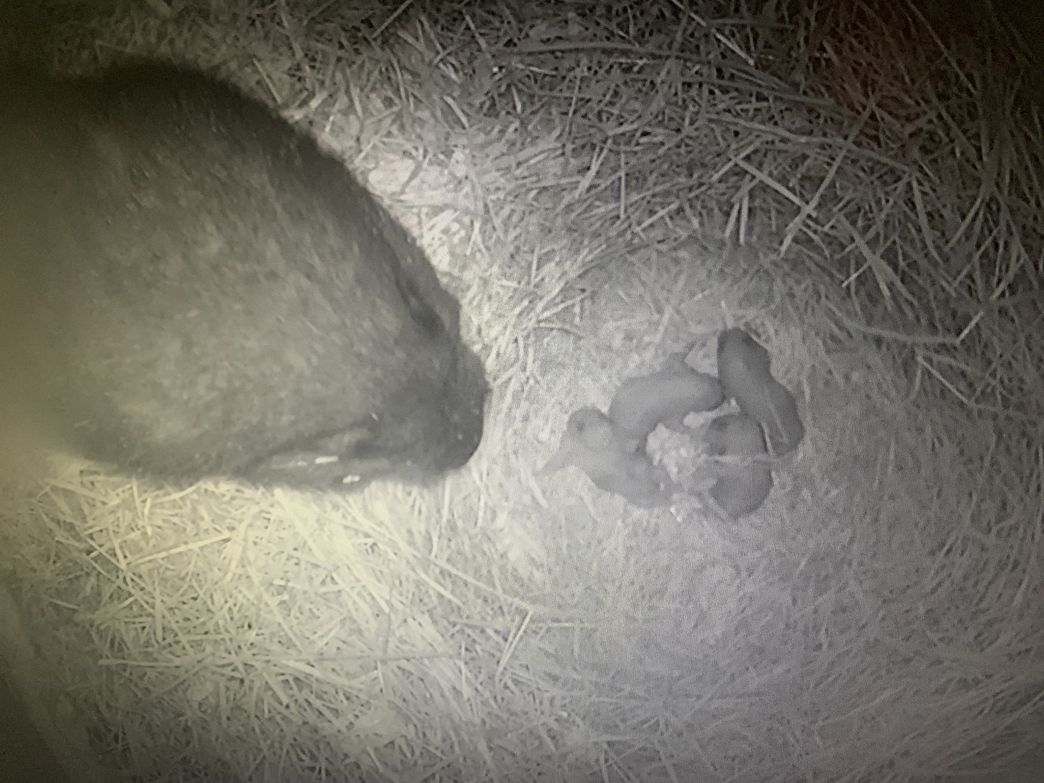 Rare video captures newborn Vancouver Island marmots at B.C. recovery centre