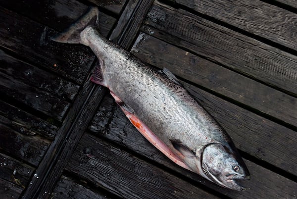 Cocktail of pills, caffeine and fire retardant put B.C. chinook salmon at risk: study